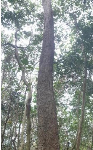 ลำต้น
